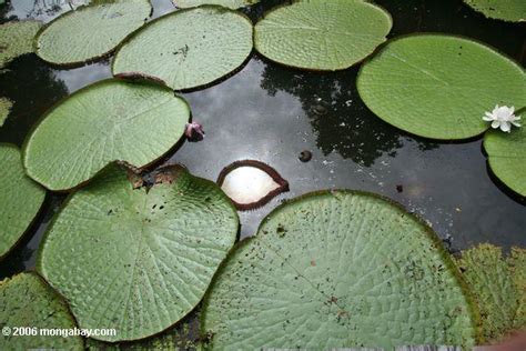 Photo The Worlds Largest Lily Pad