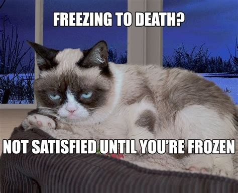 Frozen Grumpy Grumpy Cat Funny Cats Funny Animals