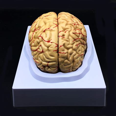 Human Brain Model Anatomically Accurate Brain Model Life Size Human