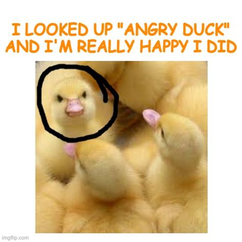 Ducks Are Adorable Imgflip