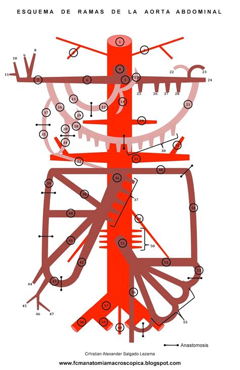 Aorta Abdominal Anatomia