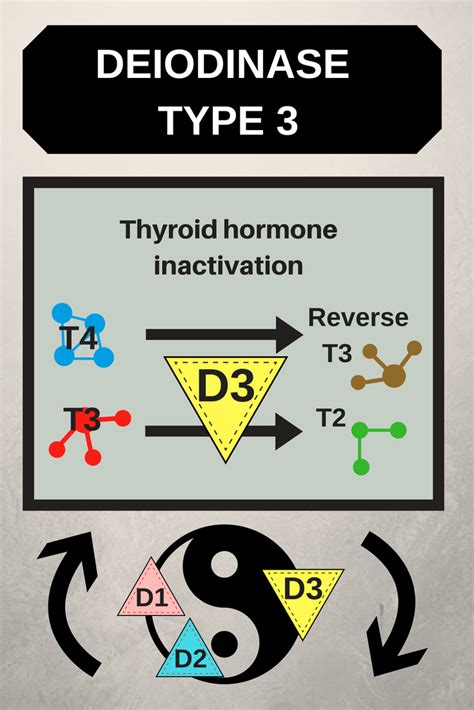 Thyroid Hormone Conversion Thyroid Patients Canada