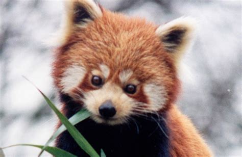 Adorable Red Pandas Caught On Film Baby Animal Zoo