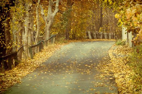 Free Photo Autumn Leaves On Road Alley Rural Path Free Download