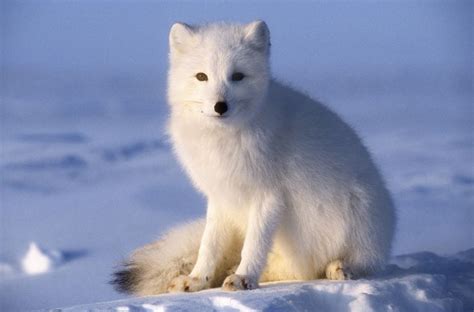 Arctic Fox Facts Vulpes Lagopus