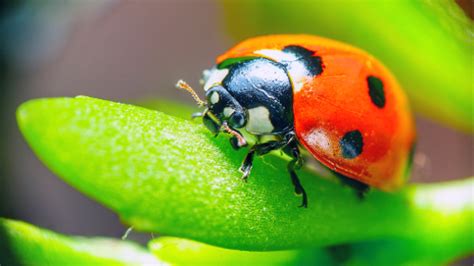 what s the difference between ladybugs and asian lady beetles plunkett s pest control