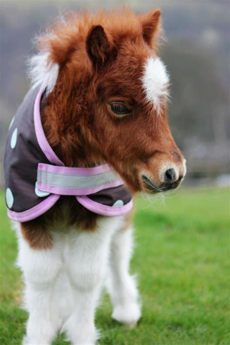 Profile Pictures Kettlesnout Shetland Ponies Cute Baby Horses Cute