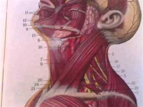 From the sides and the back of the neck, the splenius capitis inserts onto the head region, and the splenius. "Anatomy and Physiology", The Head and Neck Series, A ...