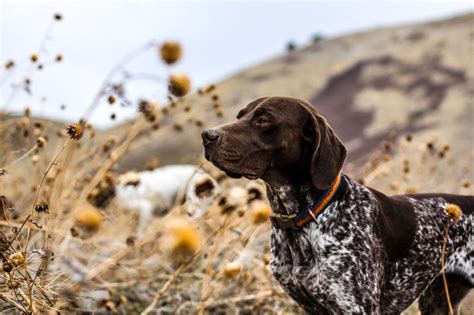 Pin By Sharper Lee On Hunting German Shorthaired Pointer German