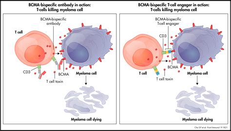 Monoclonal antibody therapy is a form of immunotherapy that uses monoclonal antibodies (mab) to bind monospecifically to certain cells or proteins. Immunotherapy for Multiple Myeloma - Multiple Myeloma ...