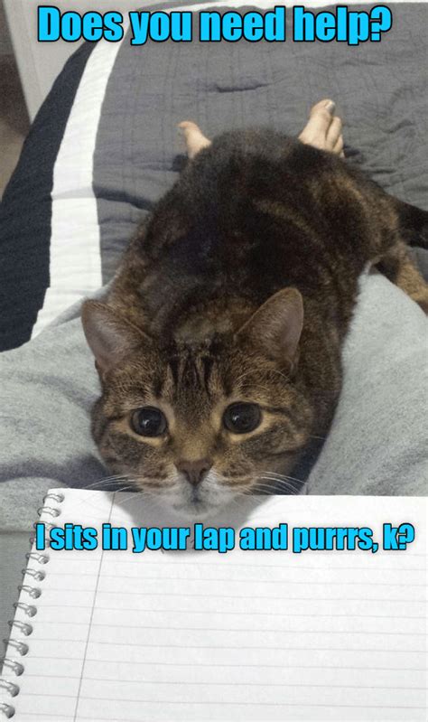 Purrfessors Office Hours Lolcats Lol Cat Memes