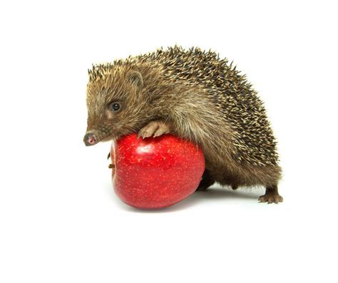 What Fruits And Vegetables Can Hedgehogs Eat The Ultimate Guide