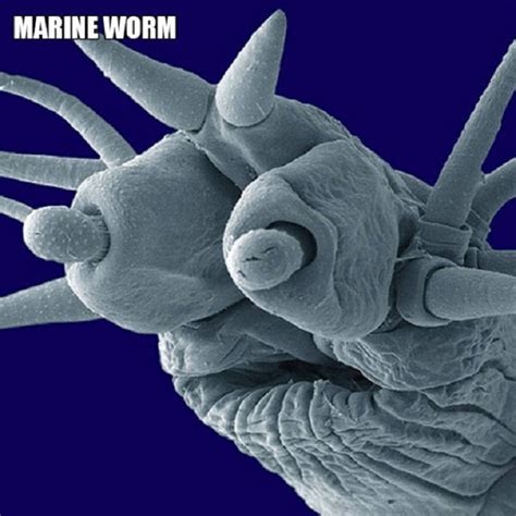 16 Scary But Fascinating Microscopic Monsters