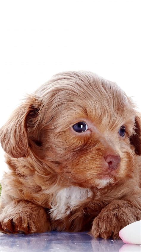 Puppy Wallpaper Kolpaper Awesome Free Hd Wallpapers