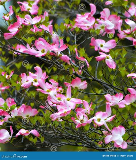 Pink Flowering Dogwood Tree During Spring Stock Image Image Of