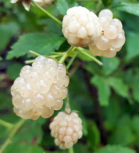 Amazing White Blackberry Unique Heirloom Variety Rubus 4 Pot