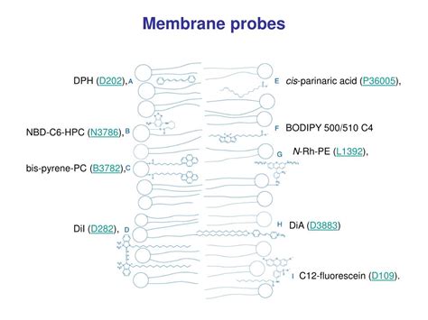 Prodan products have very divers application areas. PPT - To perform fluorescence measurements the molecules ...