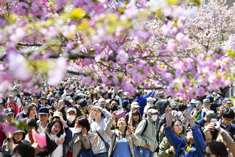 Japan Sakura Cherry Blossom 2019 002 Japan Forward