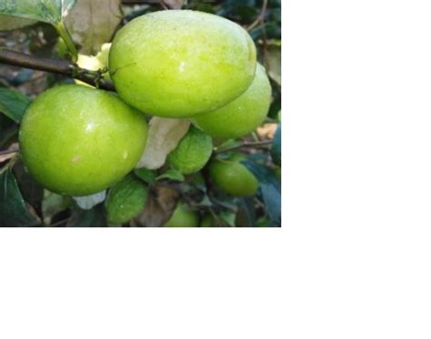 Full Sun Exposurewell Watered Green Apple Ber Plant For Outdoor At Rs 40plant In Ahmednagar