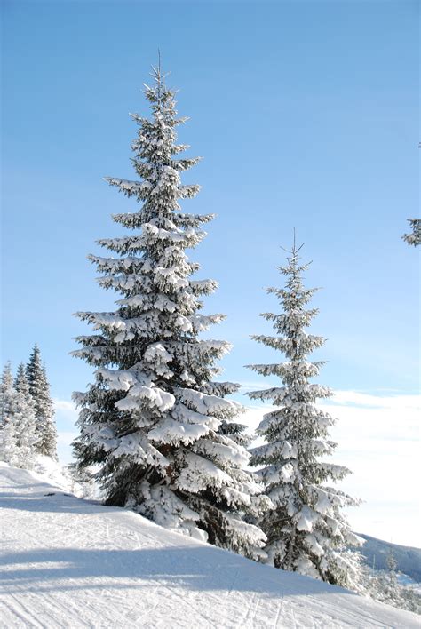 Snow Cap Pine Tree · Free Stock Photo