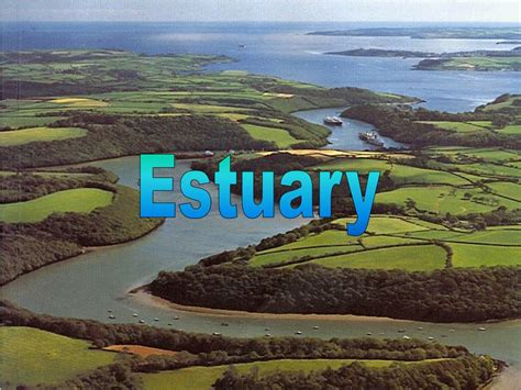Ppt Estuary Powerpoint Presentation Free Download Id6112492