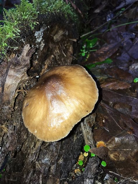 Need Help Identifying Mushroom Identifying Mushrooms Wild Mushroom