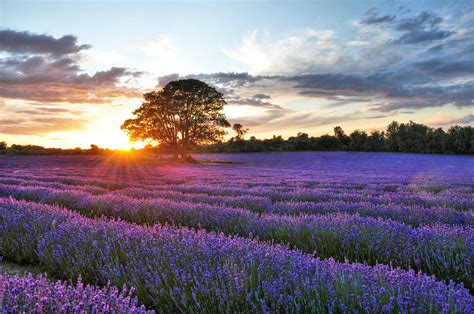 Sunset Over Lavender Field 5 Purple Flowers In Lavender F Flickr