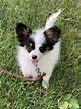 A Breed Apart Papillons in New Hampshire | Find your Papillon Puppy ...