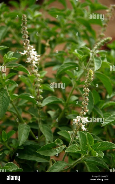 Ayurvedic Medicinal Plant Scientific Name Ocimum English Name
