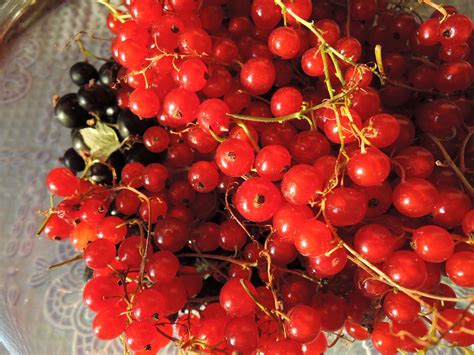 Free Stock Photo Of Berries Red Berries Red Currant