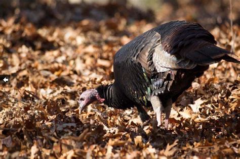 Fall Turkey Hunting Could Be Challenging This Year Missouri