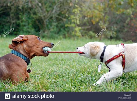 Two Dogs Playing With Each Other Stock Photo Alamy