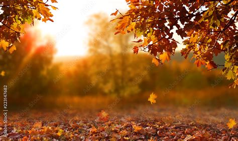 Beautiful Autumn Landscape With Colorful Foliage In The Park Falling