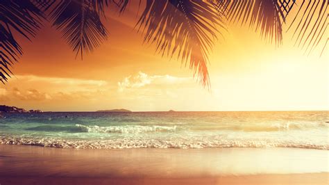 Wallpaper Beautiful Sunset Palm Tree Leaves Beach Sea
