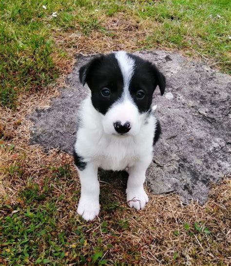 More icelandic sheepdog puppies / dog breeders and puppies in texas. Wiccaweys Rescued Border Collies Working Sheepdogs Border ...