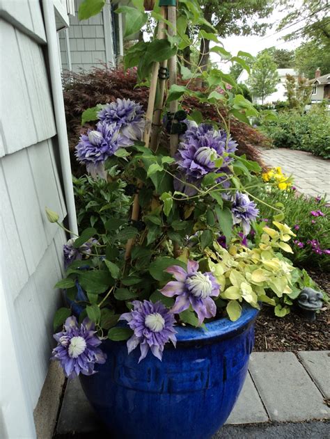 Foxgloves have to be one of the most timeless plants in a garden. double clematis | Container gardening, Clematis, Plants