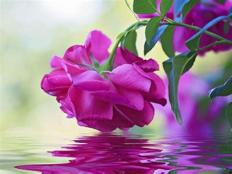 See more ideas about flower wallpaper, rose wallpaper, flowers. Beautiful Flower Pink Rose Green Leaves Reflection In ...