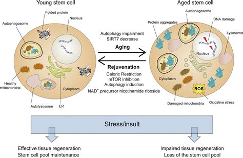 Proteostatic And Metabolic Control Of Stemness Cell Stem Cell