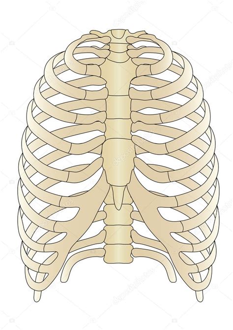 Vector Humano Huesos De Esqueleto 2023