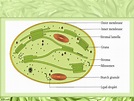 Photosynthesis in higher plants