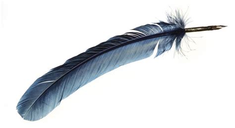 Free Quill Download Free Quill Png Images Free Cliparts On Clipart