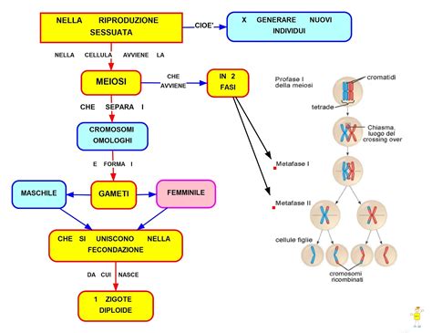 Mappa Concettuale La Meiosi •