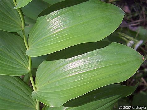 Solomon Seal Plant It Wild Native Michigan Plants