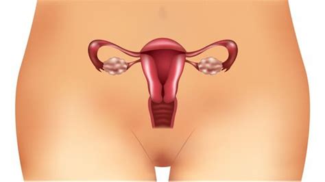 Les symptômes méconnus du syndrome des ovaires polykystiques Améliore ta Santé