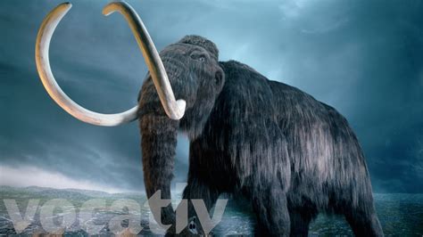 Why Scientists Want To Bring Back Woolly Mammoths Cbbc Newsround My Xxx Hot Girl