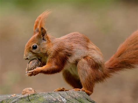 Welcome To British Red Squirrel Conserving Our Native Red Squirrel
