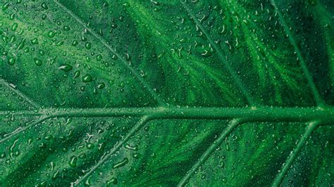 Droplets On Green Leaf Macro 4k Water Wallpapers Macro
