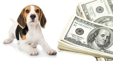 Purchasing a purebred dog from a breeder can cost anywhere between $500 to $3,000 dollars. How Much Do Beagles Cost - From Puppies To Adulthood