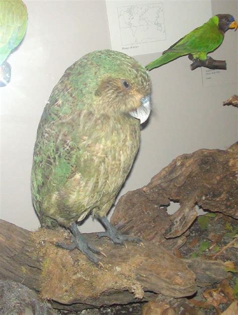 Trained Parrot Blog Carolina Parakeet Kakapo Rare And Extinct Parrot