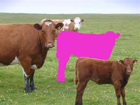 Hallie Gs Blog Pink Cow